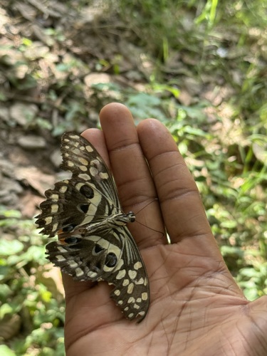 Citrus Swallowtail