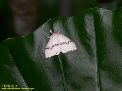 Lymantria xylina