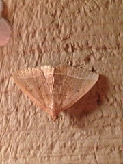 Zanclognatha jacchusalis