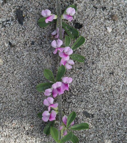 Image of Psoralea decumbens by (c) Paul Hoekman, some rights reserved (CC BY)