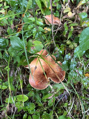 Turbinellus floccosus