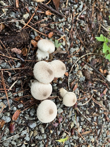Lycoperdon perlatum
