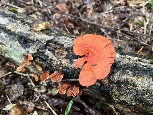 Trametes coccinea