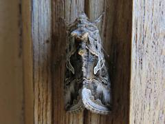 Cornutiplusia circumflexa