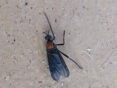 Plecia ruficollis