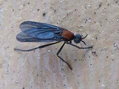 Plecia ruficollis