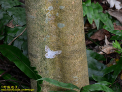 Pingasa ruginaria pacifica