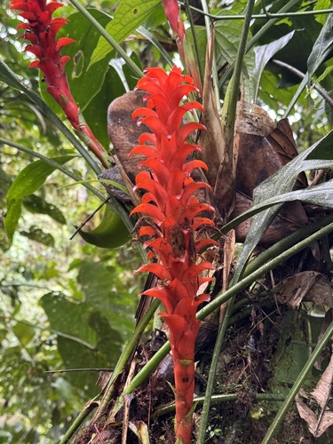 Pitcairnia nigra, photograph 4