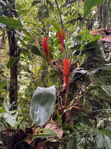 Pitcairnia nigra, photograph 5