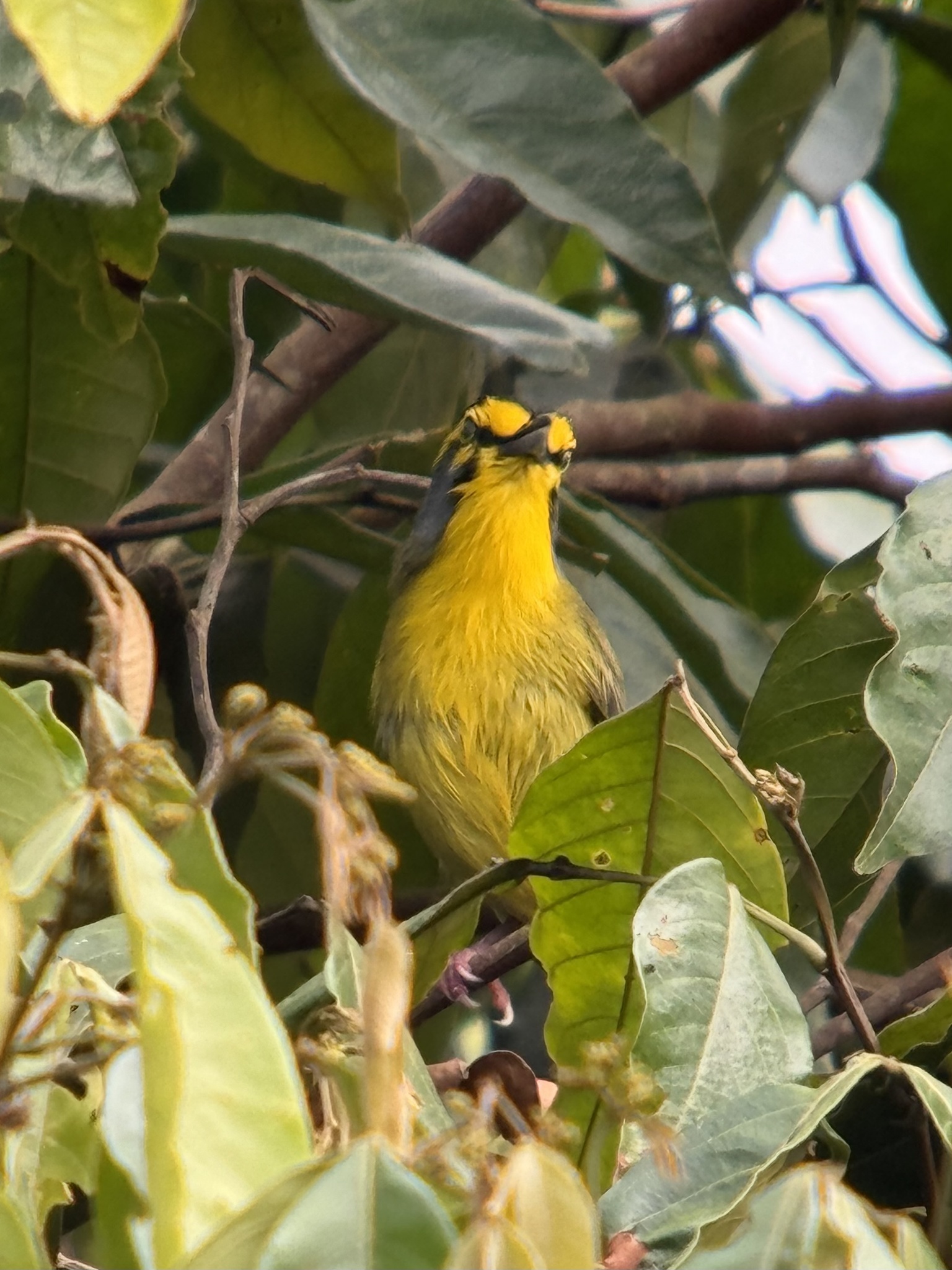 Slaty-capped Shrike-Vireo (Vireolanius leucotis), photo 2