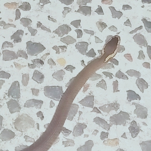 Golden-crowned Snake sighting