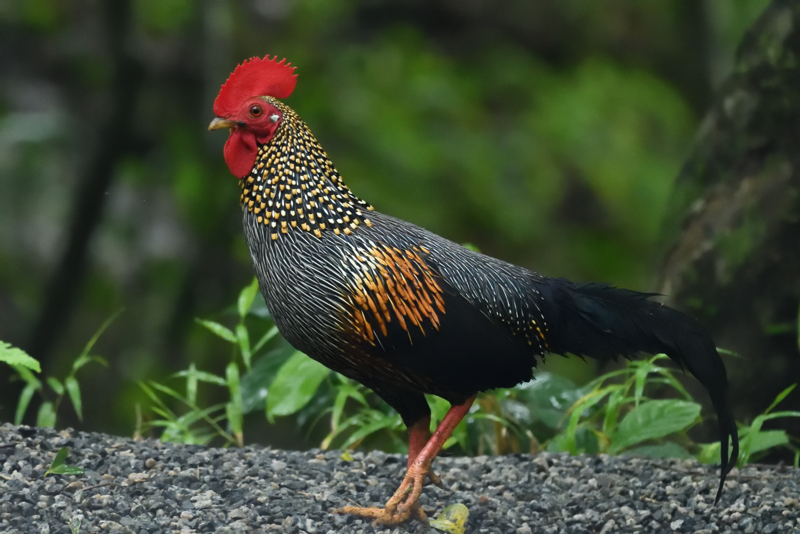 Grey Junglefowl illustration