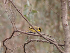 Lichenostomus melanops
