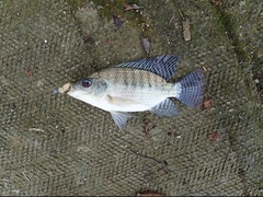 Oreochromis niloticus