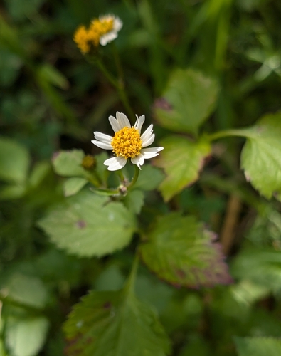 Bidens pilosa