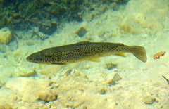 Salmo trutta fario
