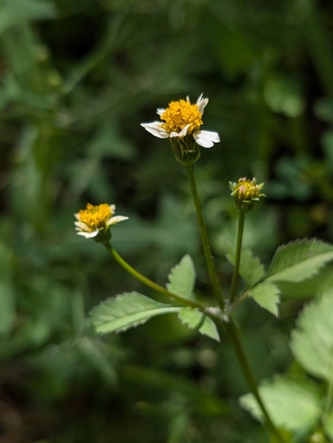 Bidens pilosa L.