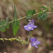 Digger's Speedwell - Photo (c) Reiner Richter, some rights reserved (CC BY-NC-SA), uploaded by Reiner Richter