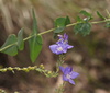 Digger's Speedwell - Photo (c) Reiner Richter, some rights reserved (CC BY-NC-SA), uploaded by Reiner Richter