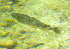 Salmo trutta fario