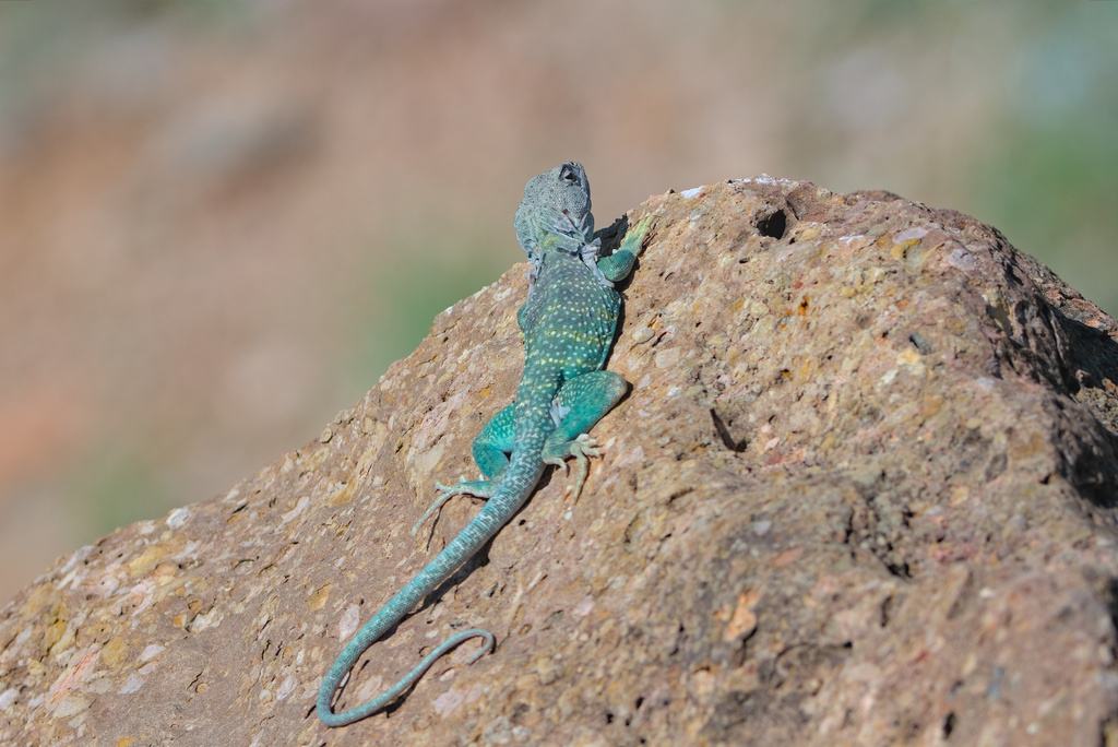 Eastern Collared Lizard from Randall County, TX, USA on July 4, 2015 at ...