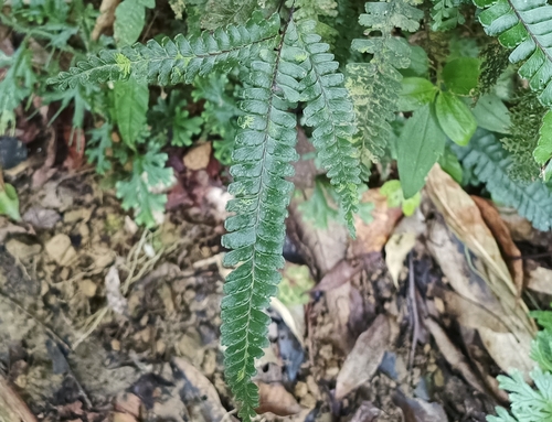 Lindsaea obtusa observed 2024-10-19