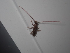 Elaphidion mucronatum