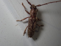 Elaphidion mucronatum