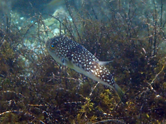 Takifugu alboplumbeus