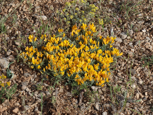 Genista albida, photograph 2