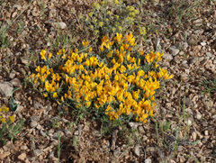 Genista albida, photograph Joey Bom, CC BY, iNaturalist via GBIF