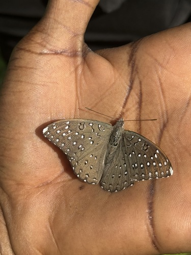 Guineafowl Butterfly
