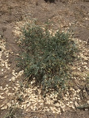 Astragalus douglasii parishii