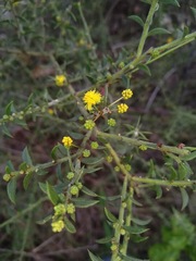 Acacia amblygona