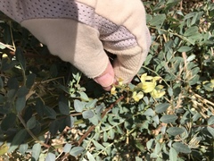 Astragalus douglasii parishii