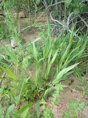 Dichanthelium boreale