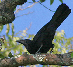 Flores Crow photo 1