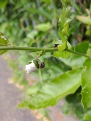Compsapoderus erythrogaster