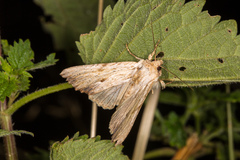 Apamea lithoxylaea