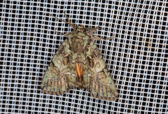 Polyphaenis sericata