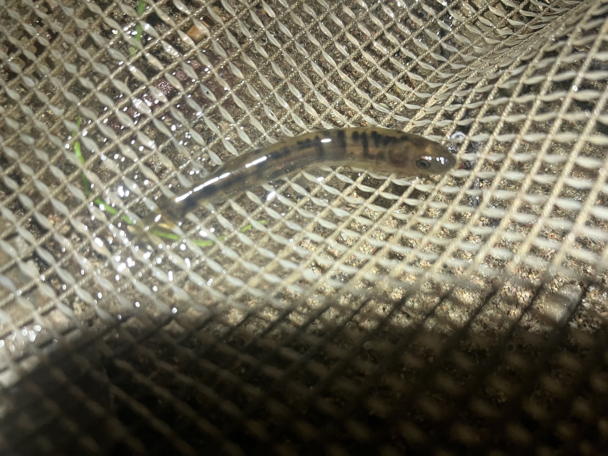Riffle Galaxias photo 4