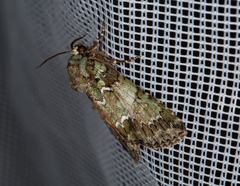 Polyphaenis sericata