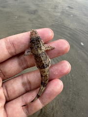 Papillose Flathead photo 4