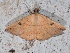 Hemeroplanis floccalis