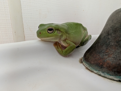 Green Tree Frog