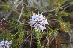 Agathosma lanceolata
