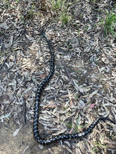 Coastal Carpet Python sighting