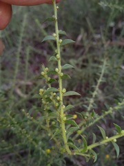 Acacia amblygona