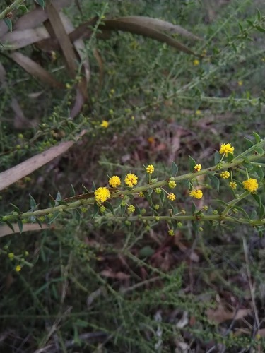 Image of Acacia amblygona by (c) Tony van Kampen, some rights reserved (CC BY)
