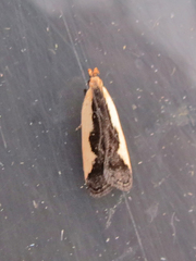 Dichomeris inserrata